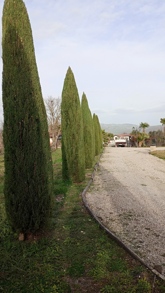 Manutenzione potatura cupressus semprevirens - soc. agr. eurogarden Forchia!